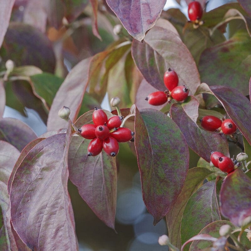 Flowering Dogwood Tree | Cornus florida - Image 3