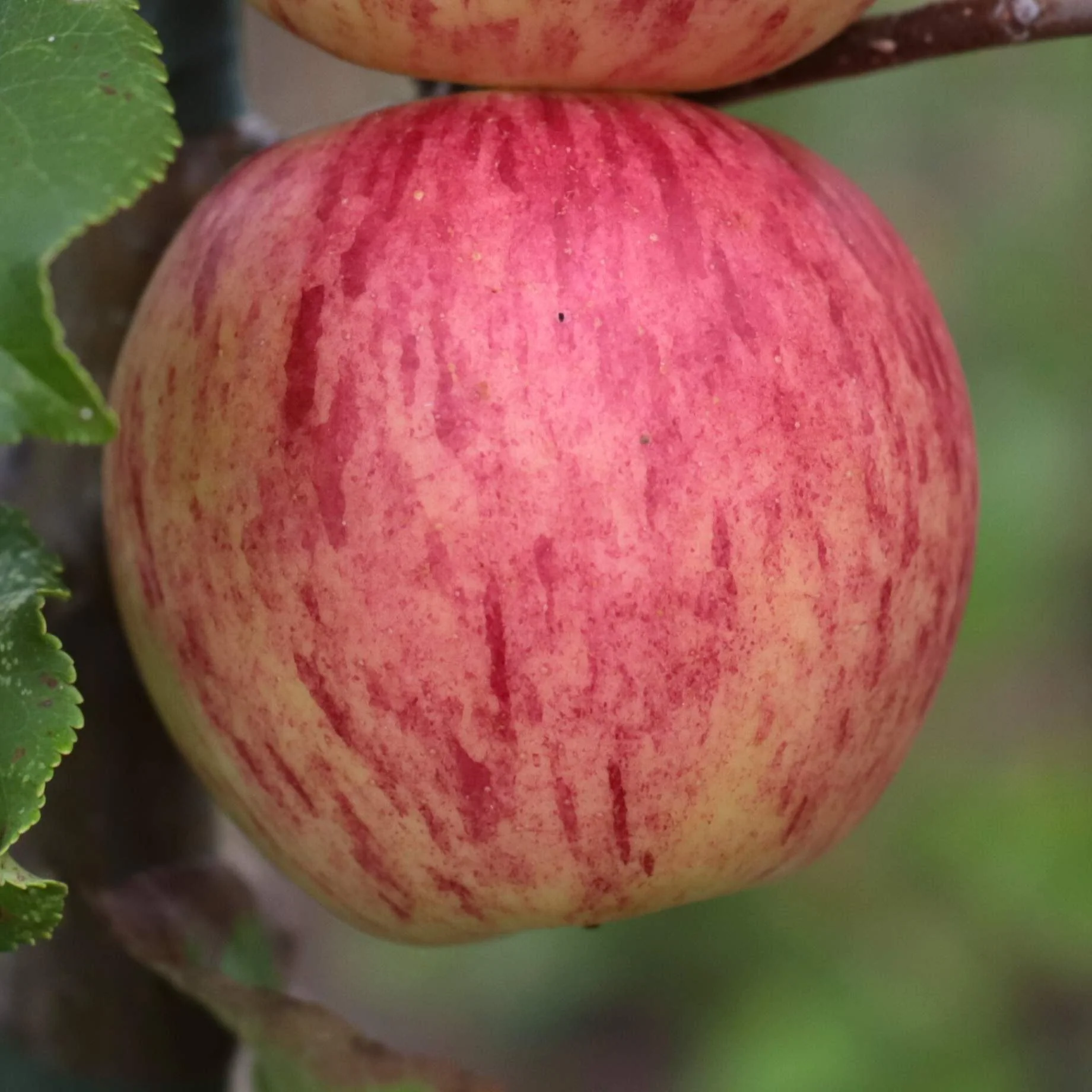'Fortune' Apple Tree - Image 2