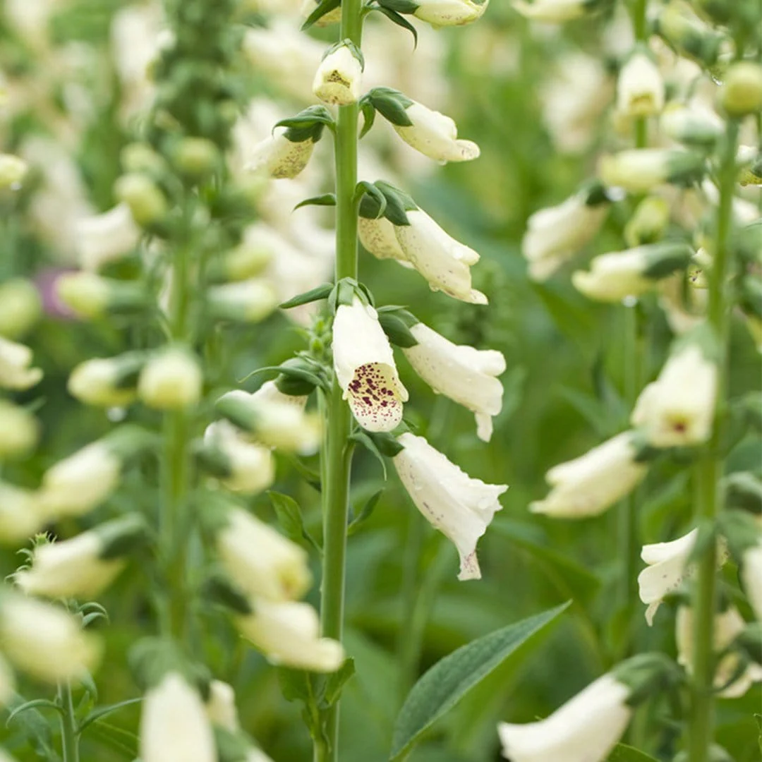 Cream Foxglove | Digitalis 'Dalmatian Cream' - Image 4