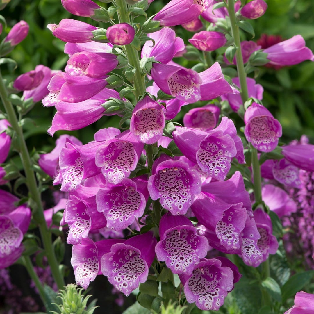 Magenta Foxglove | Digitalis 'Dalmatian Rose' - Image 3
