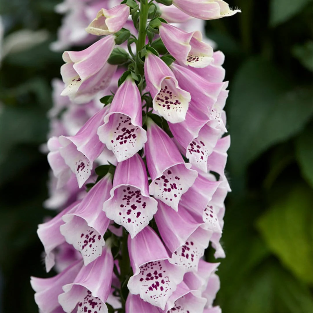 Magenta Foxglove | Digitalis 'Dalmatian Rose' - Image 4