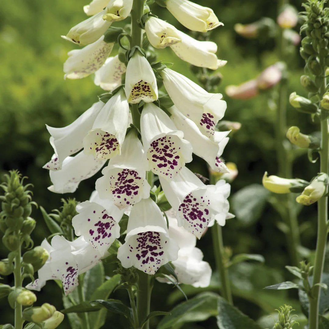 White Foxglove | Digitalis 'Dalmatian White' - Image 3