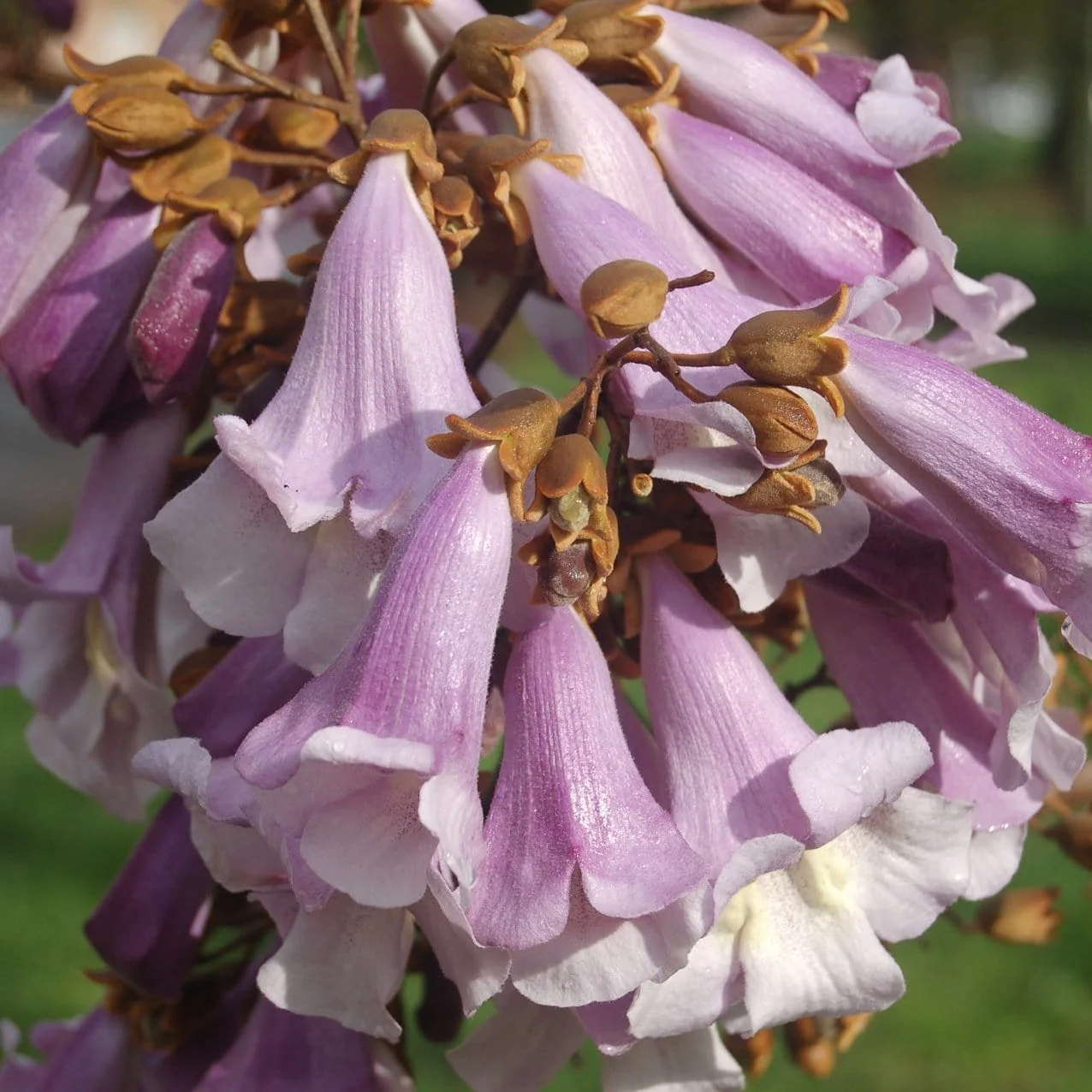 Foxglove Tree | Paulownia tomentosa - Image 3