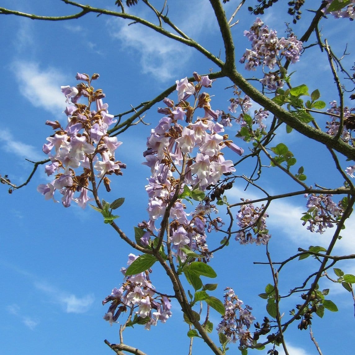 Foxglove Tree | Paulownia tomentosa - Image 4