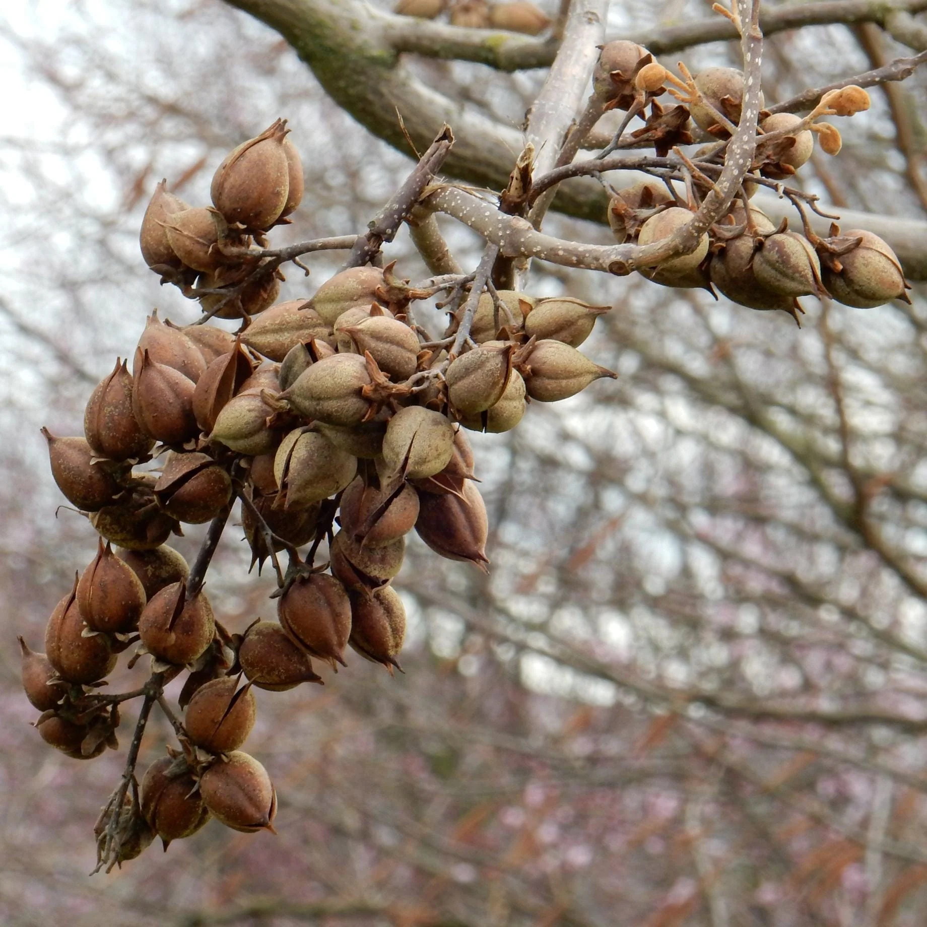 Foxglove Tree | Paulownia tomentosa - Image 6
