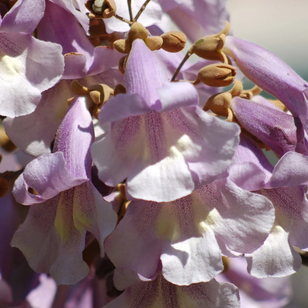 Foxglove Tree | Paulownia tomentosa - Image 7