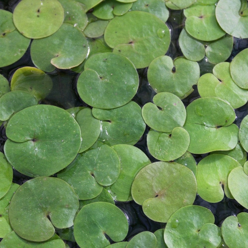 Frogbit Plants - Image 5