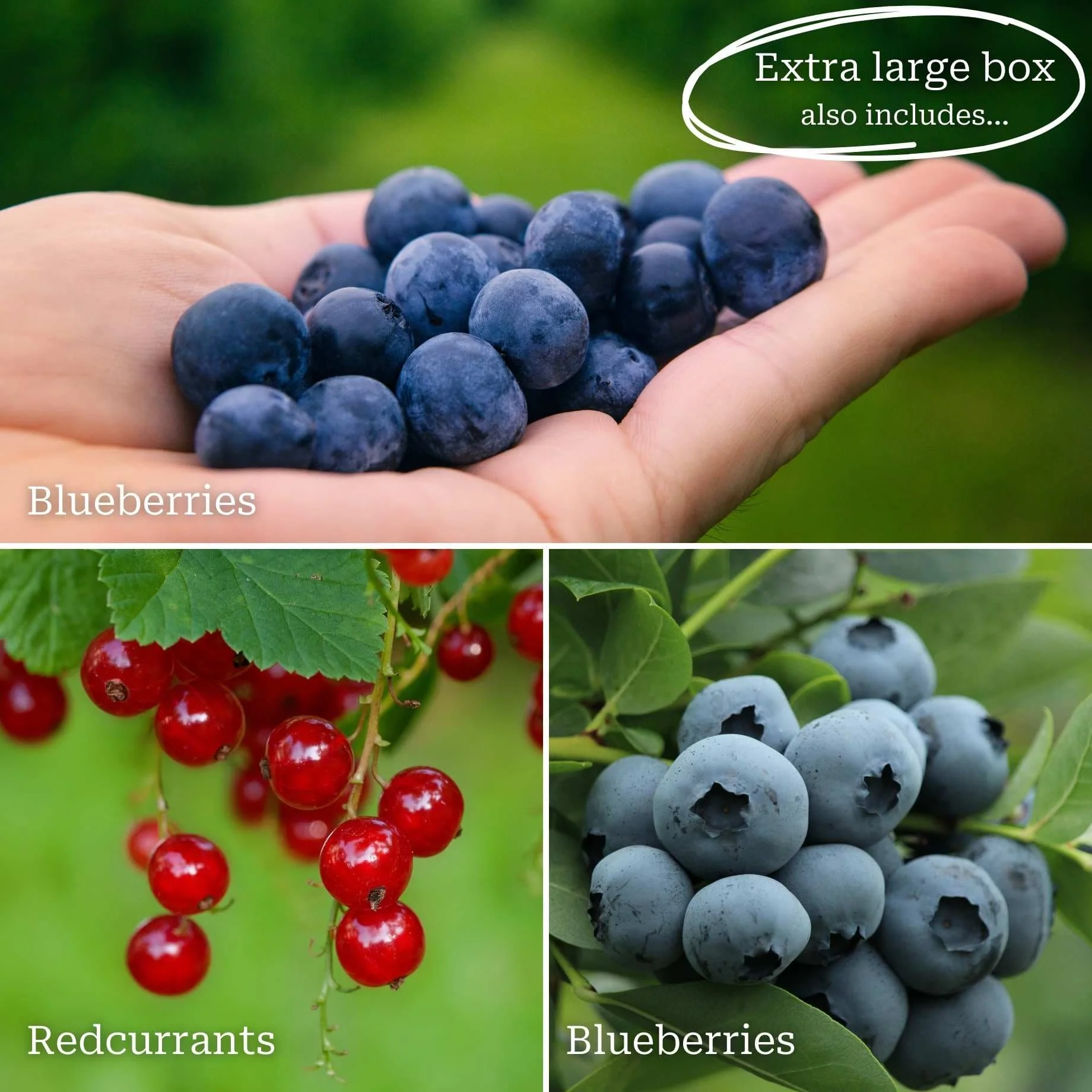 Fruit Plants for Beginners | Allotment in a Box - Image 4