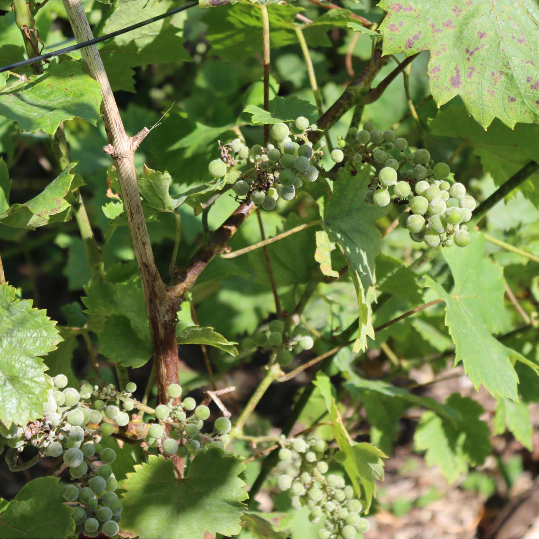 'Phoenix' Outdoor Grape Vine - Image 4