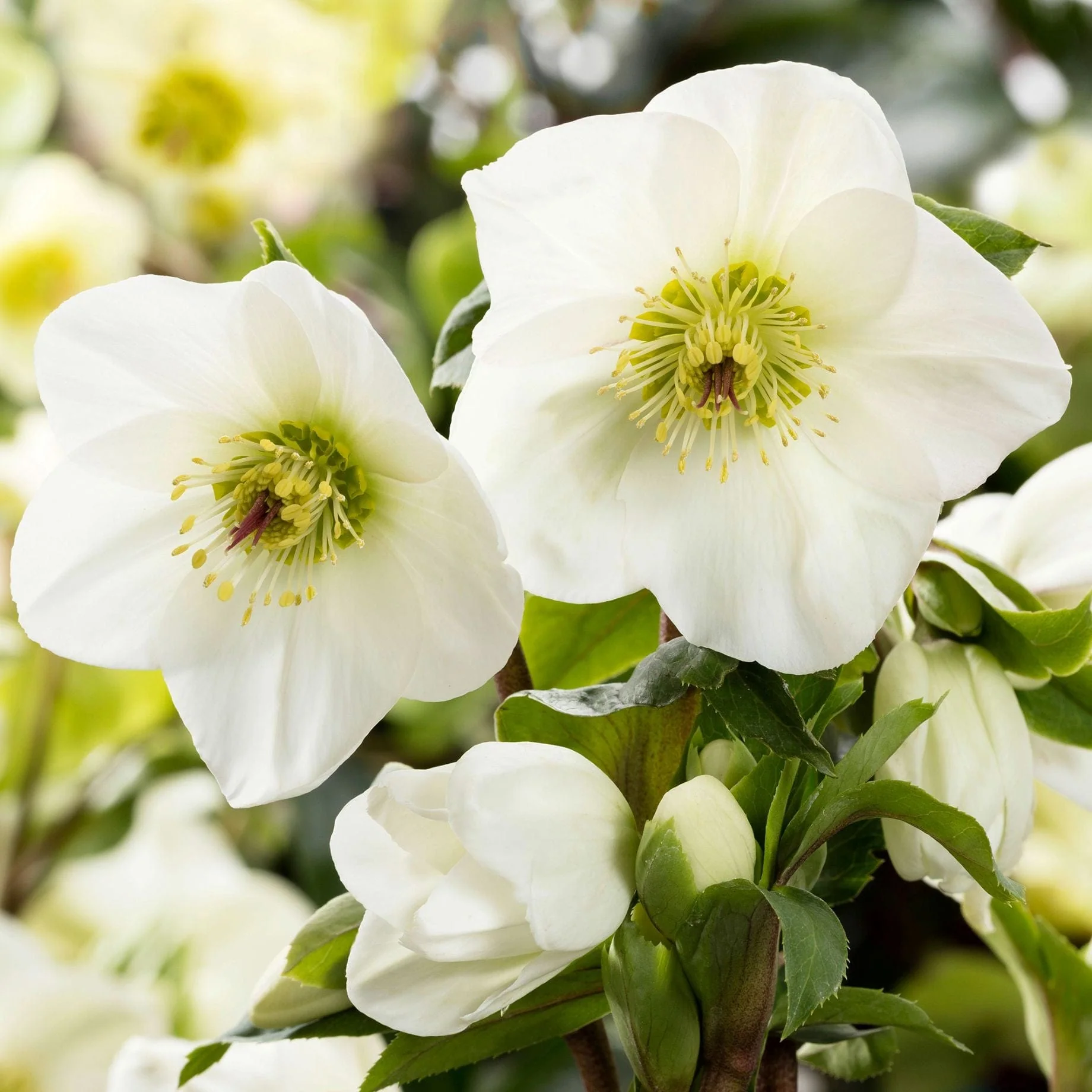 Full Season Hellebore Collection | Hellebore Gold Collection® - Image 8
