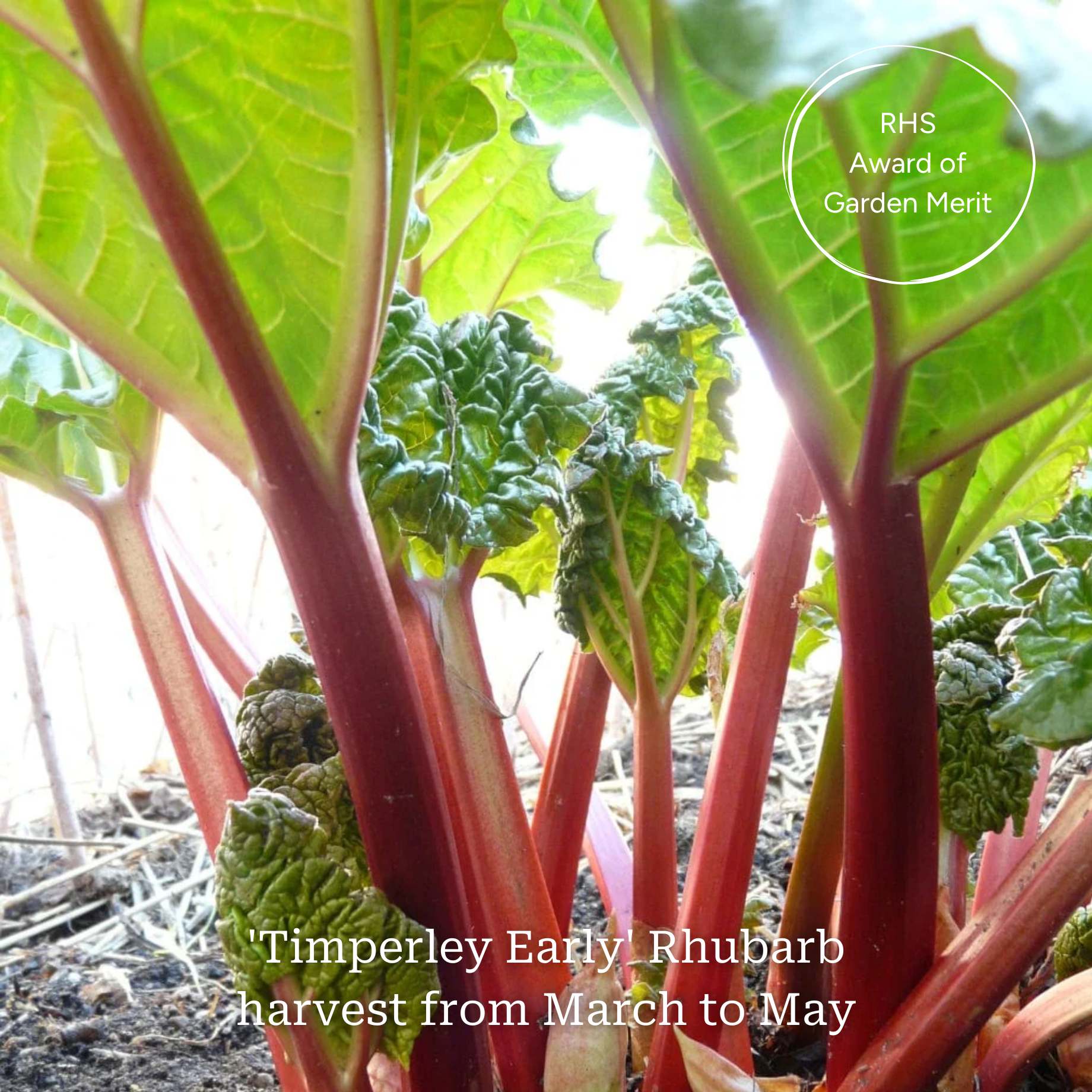 Full Season Rhubarb Collection - Image 3