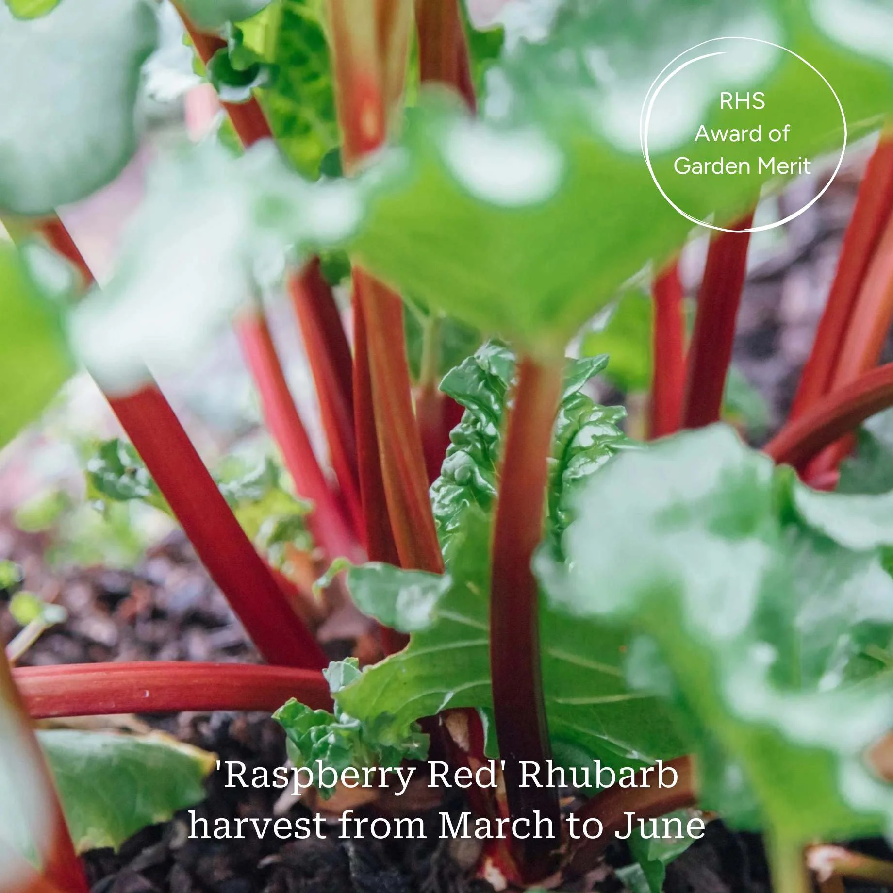 Full Season Rhubarb Collection - Image 4