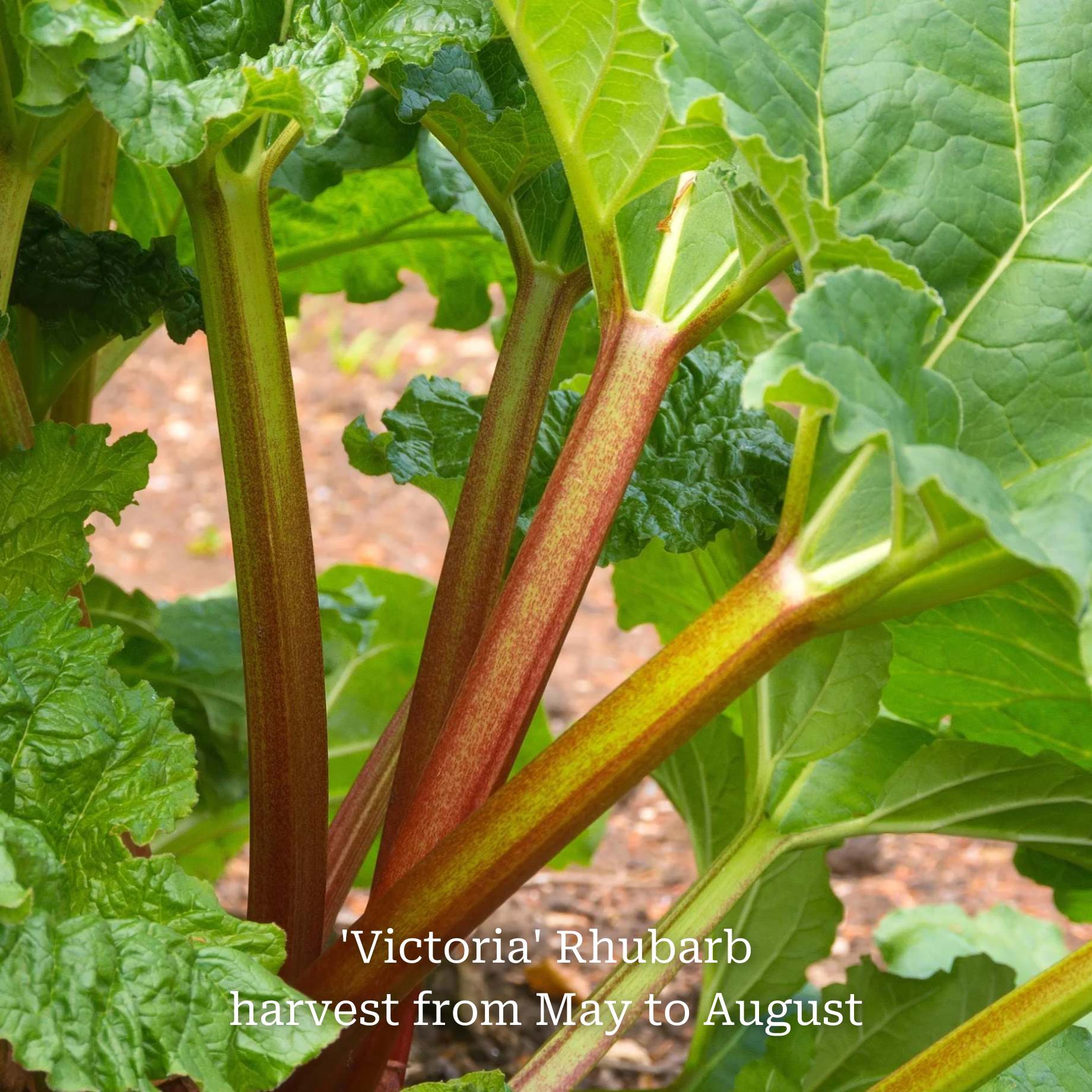 Full Season Rhubarb Collection - Image 5