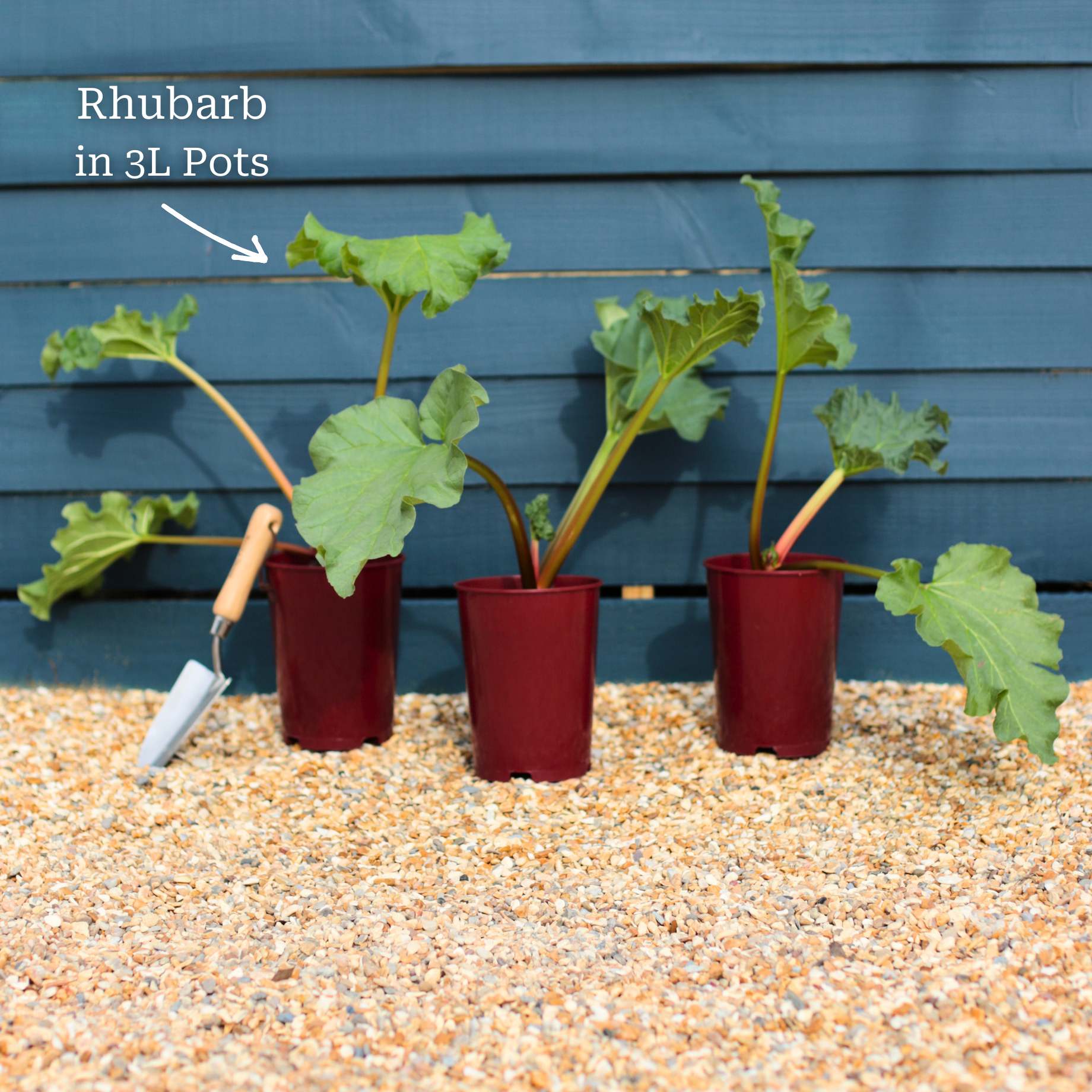 Full Season Rhubarb Collection - Image 8