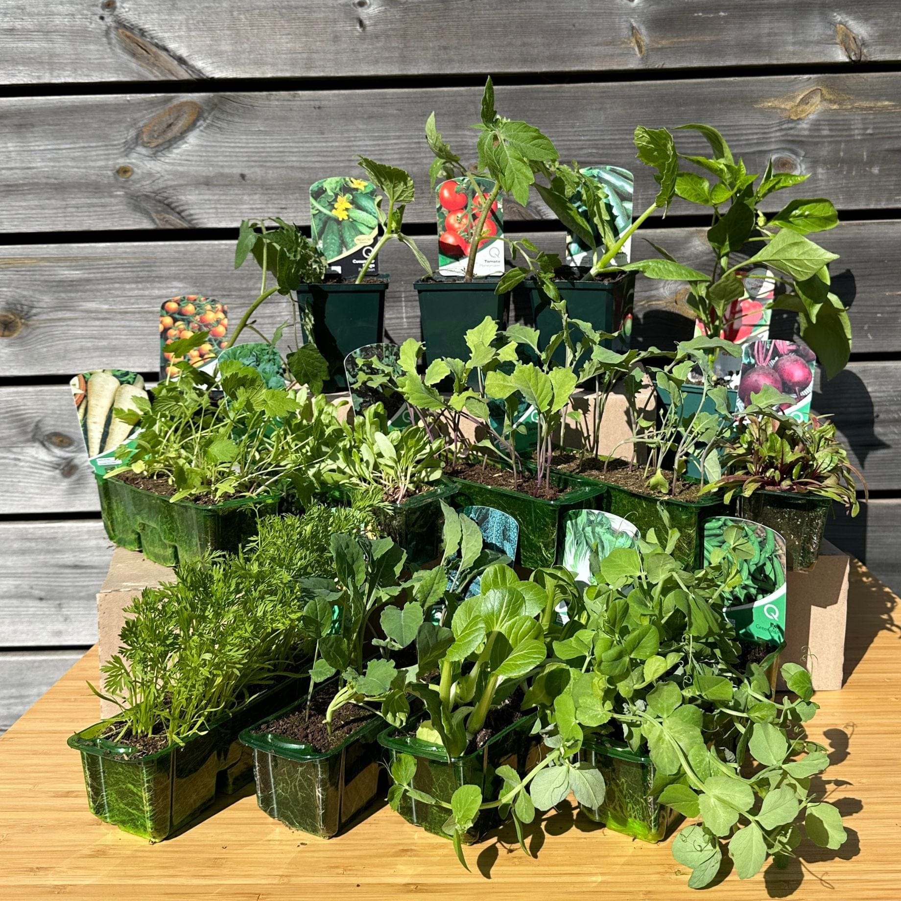 Full Season Vegetables Collection - Image 10