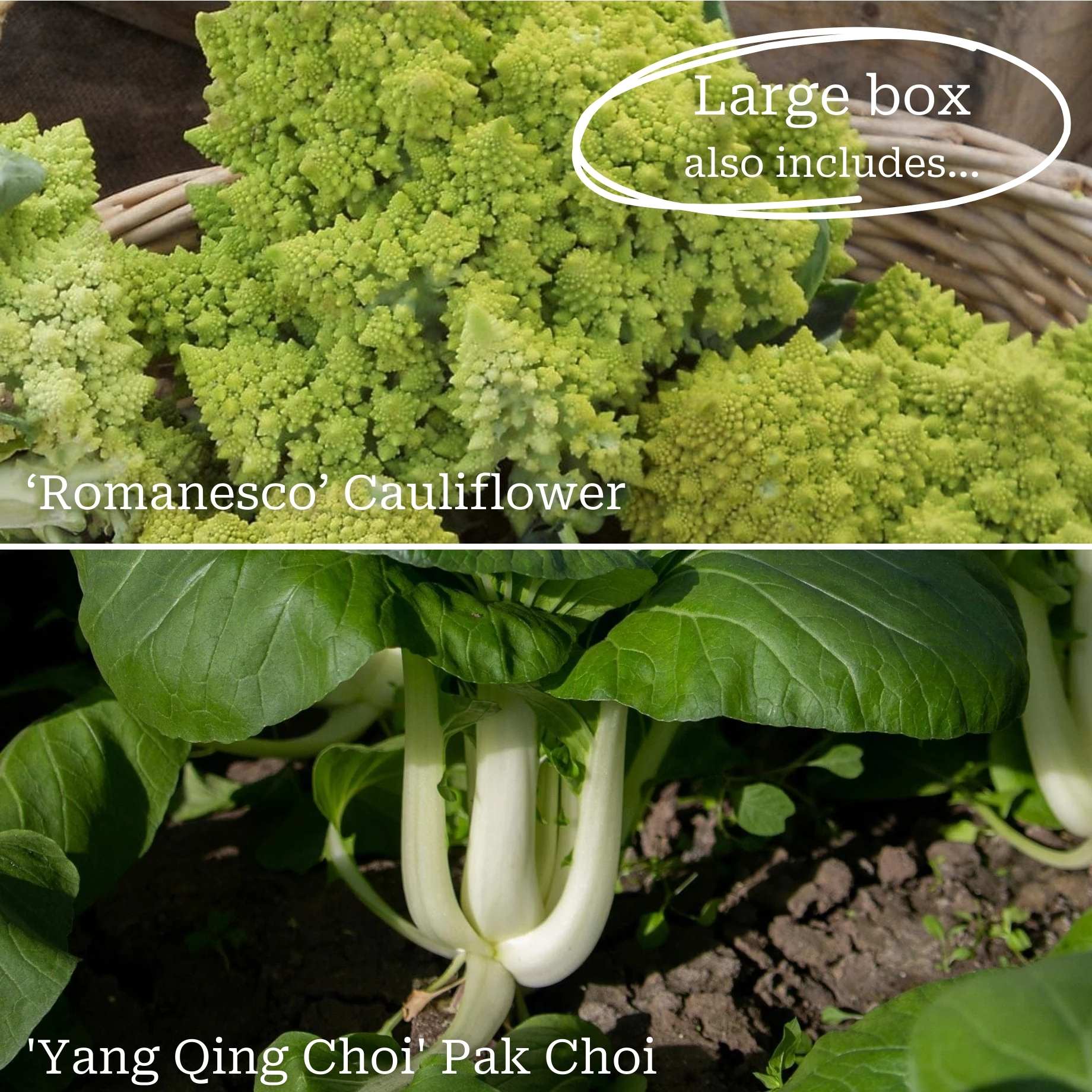 Full Season Vegetables Collection - Image 3
