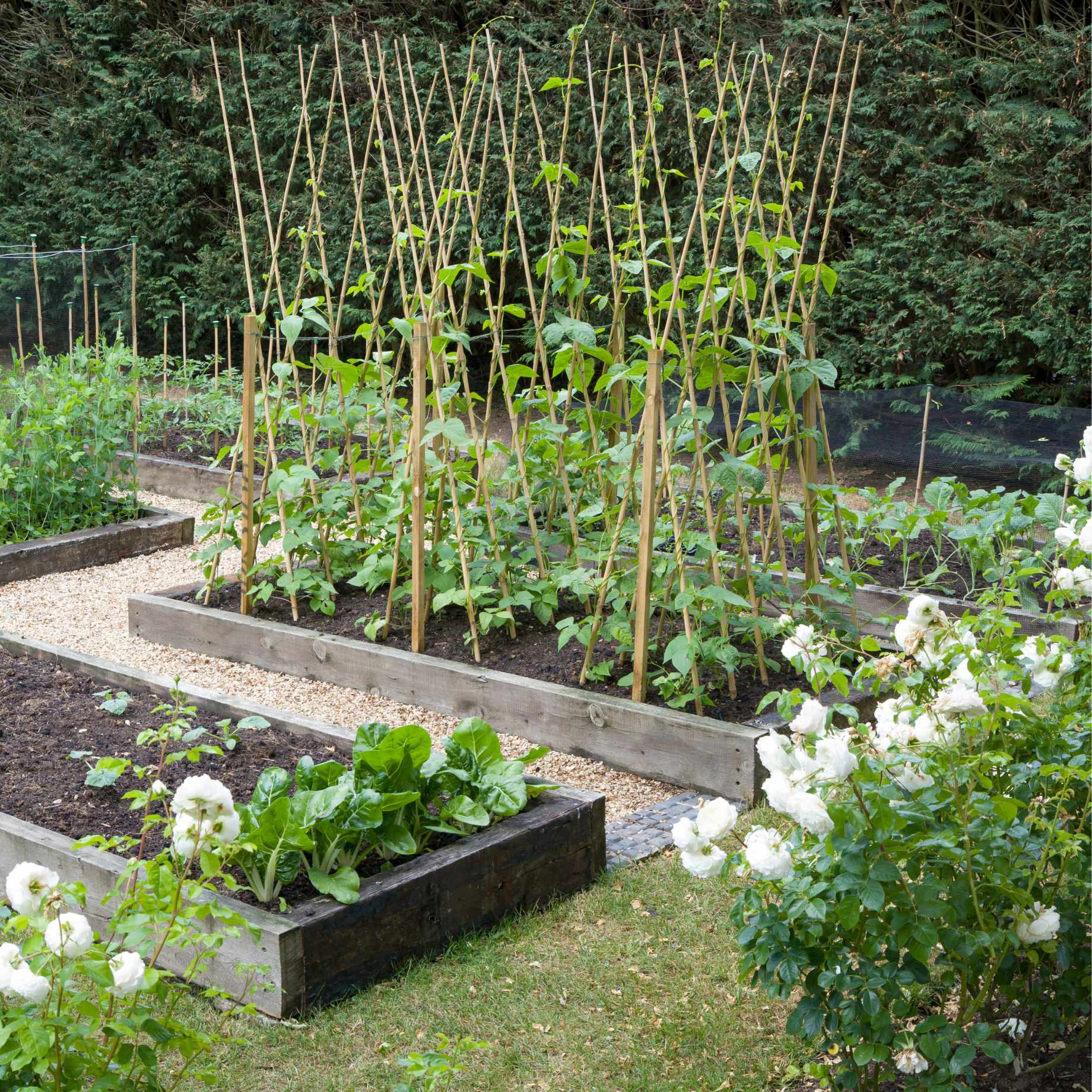 Full Season Vegetables Collection - Image 5