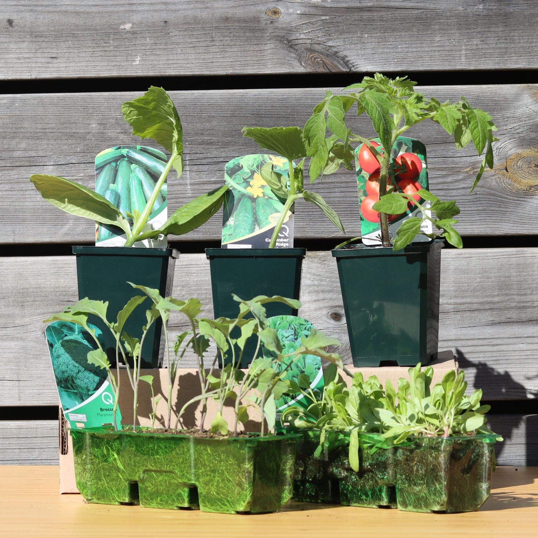 Full Season Vegetables Collection - Image 6