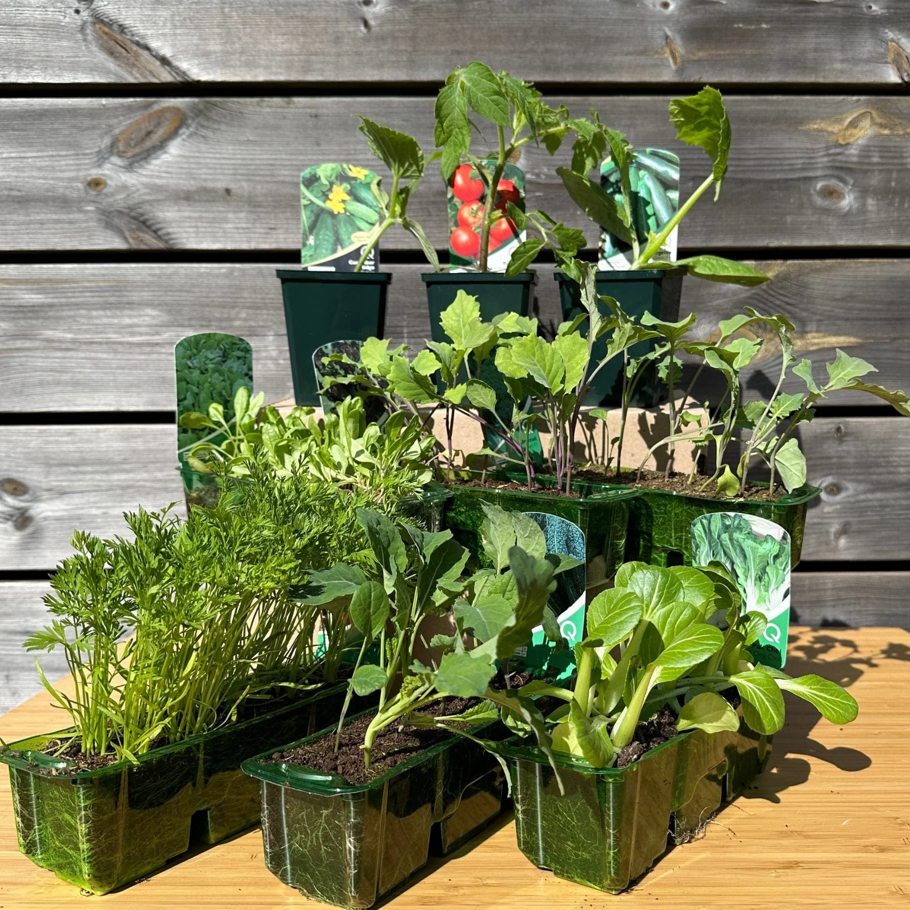 Full Season Vegetables Collection - Image 7