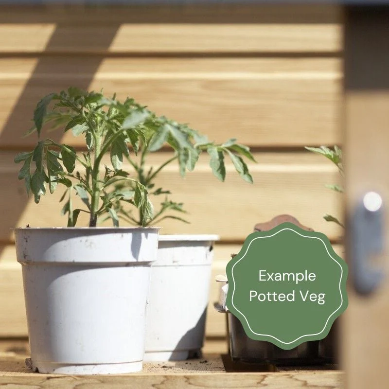 Full Season Vegetables Collection - Image 8