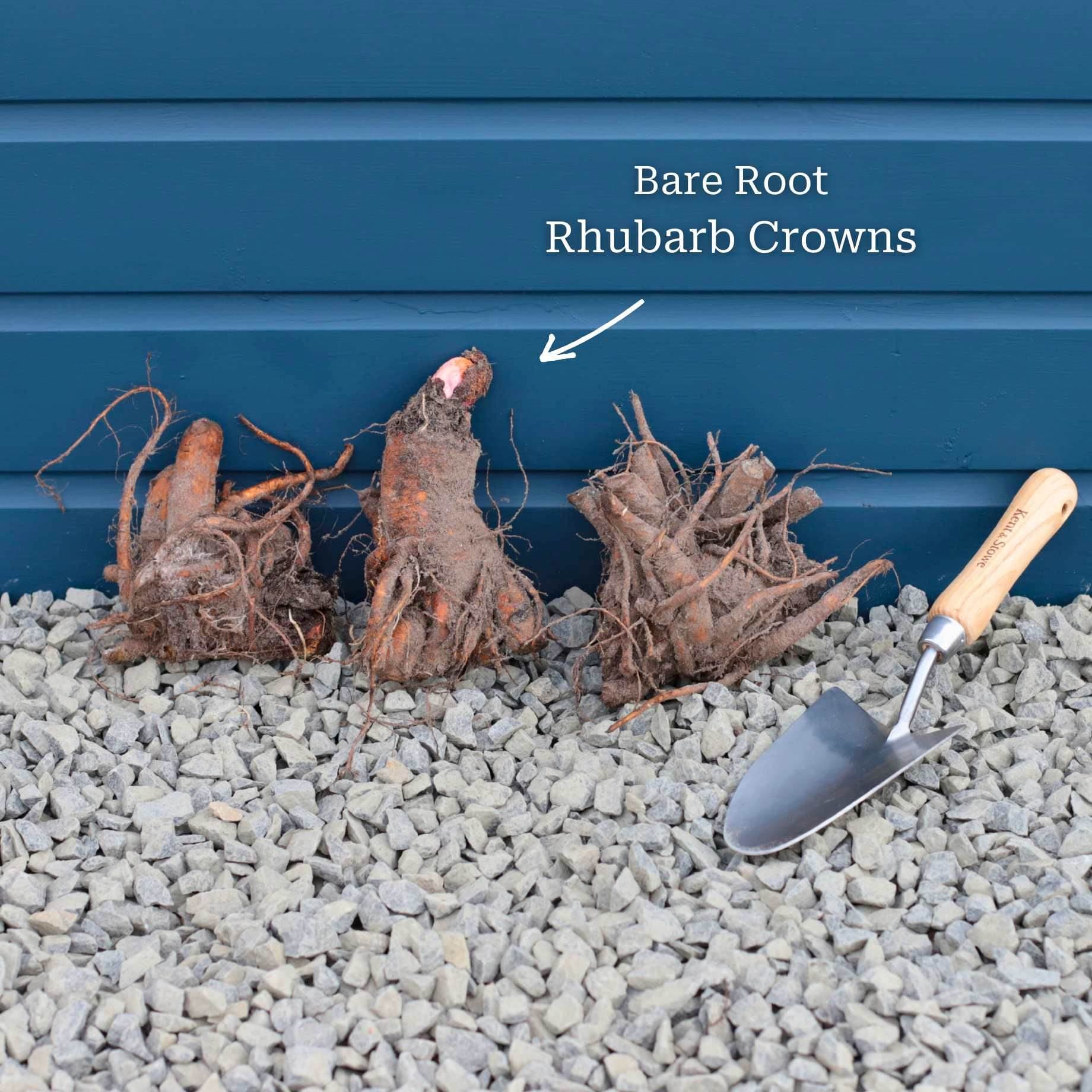 'Fulton's Strawberry Surprise' Rhubarb Plant - Image 4