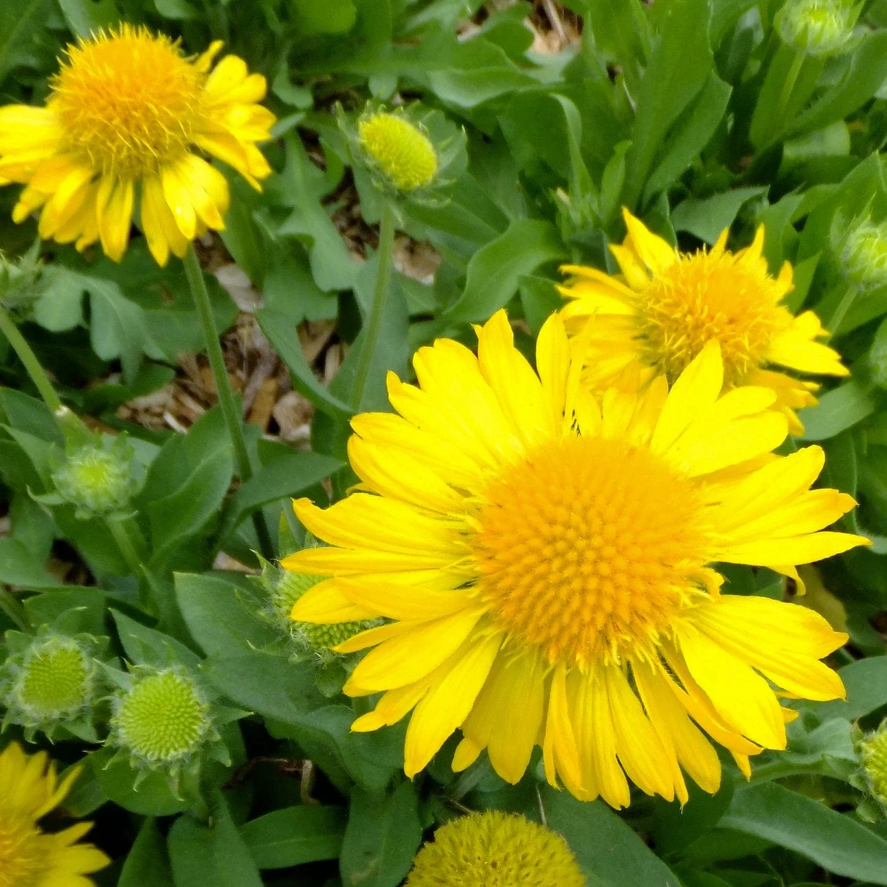 Gaillardia 'Mesa Yellow' - Image 4