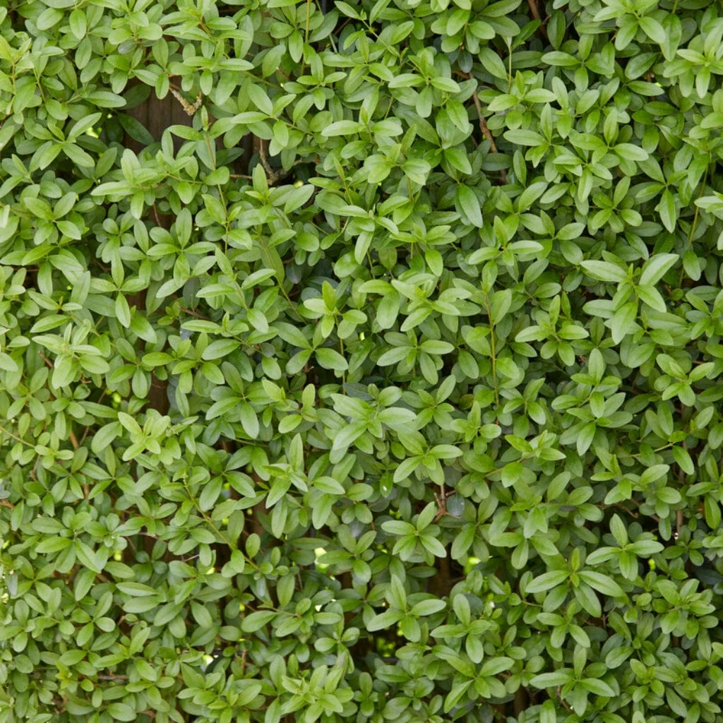 Common Privet Hedging | Ligustrum ovalifolium - Image 2