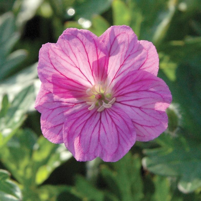 Geranium 'Blushing Turtle'