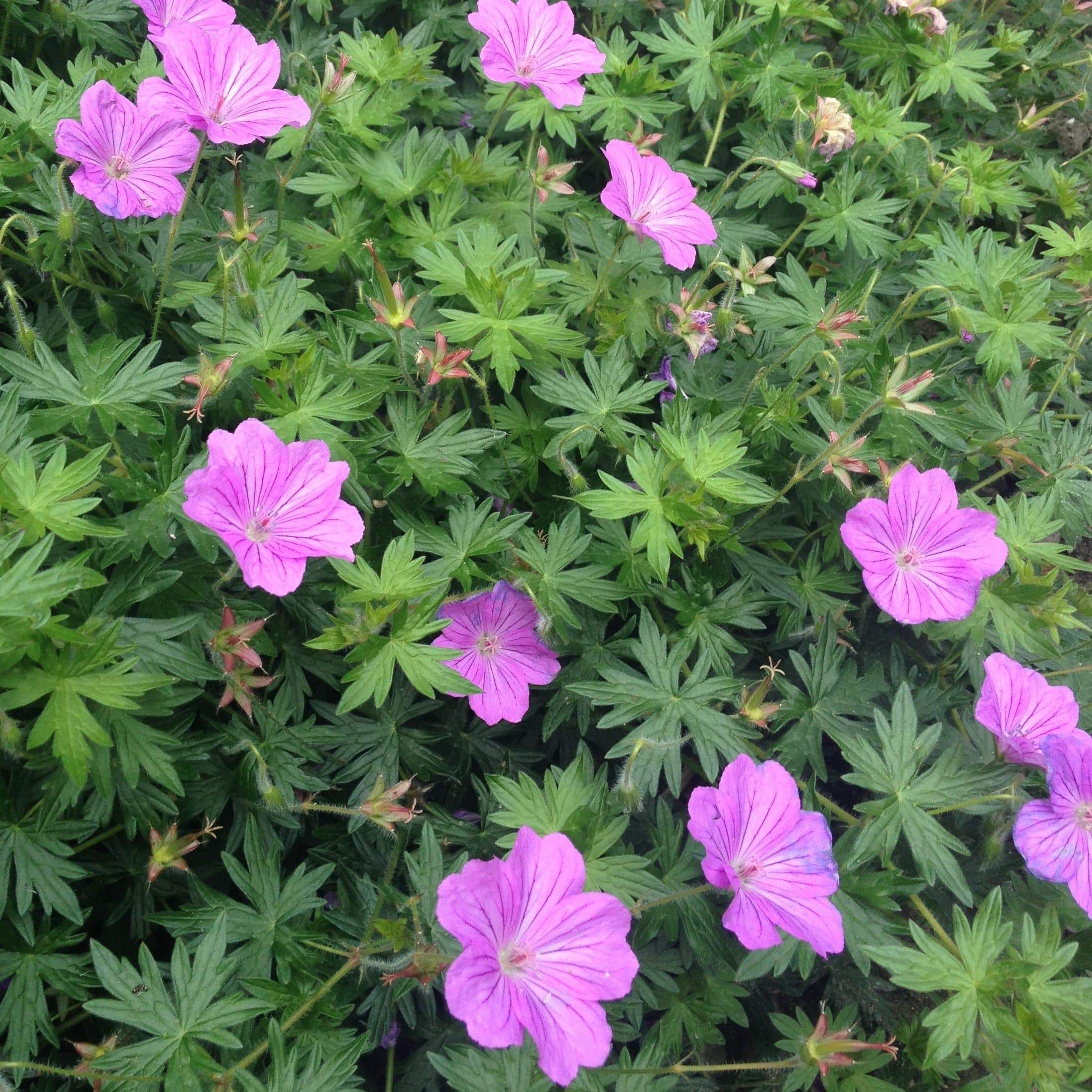 Geranium 'Blushing Turtle' - Image 2