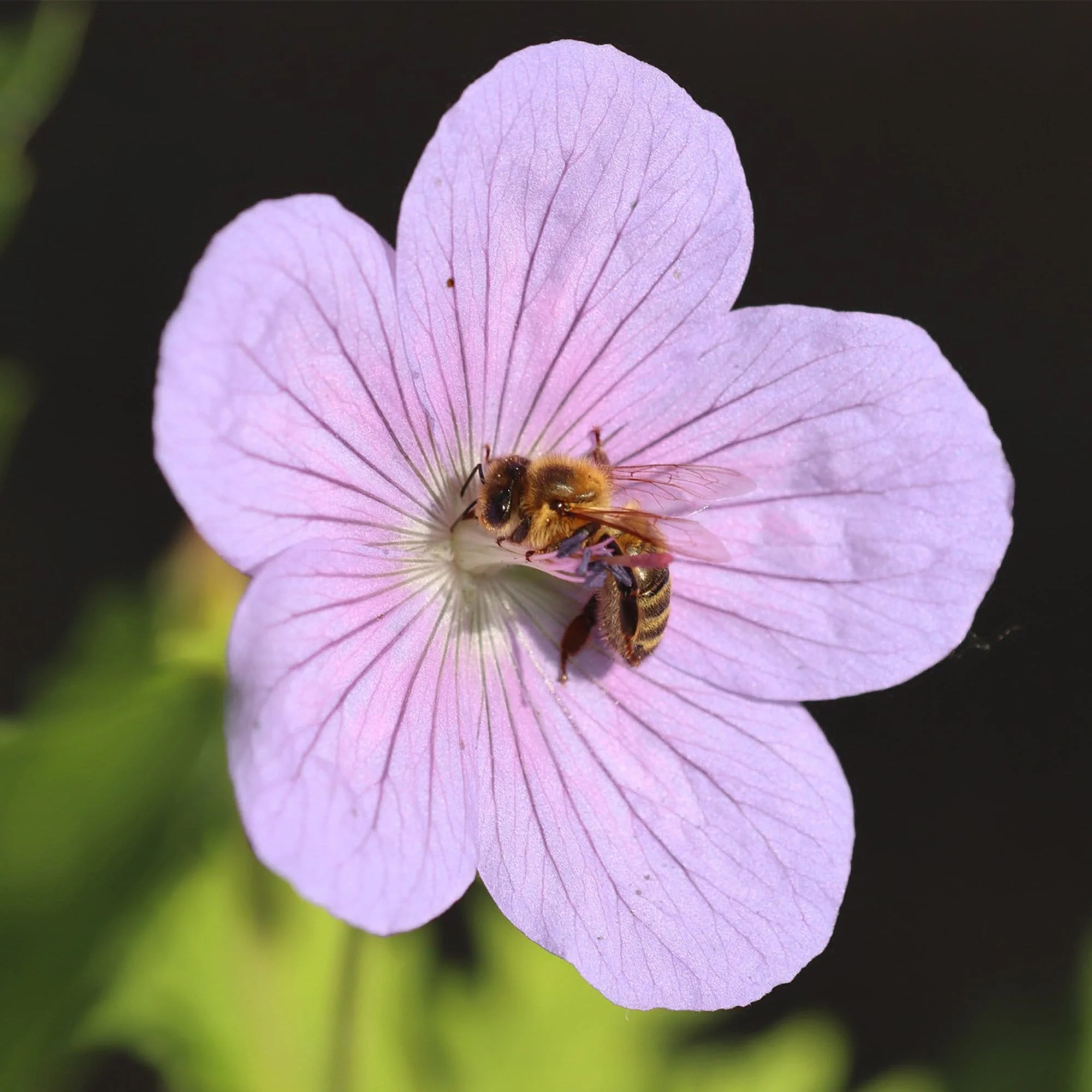 Geranium 'Dreamland' - Image 5