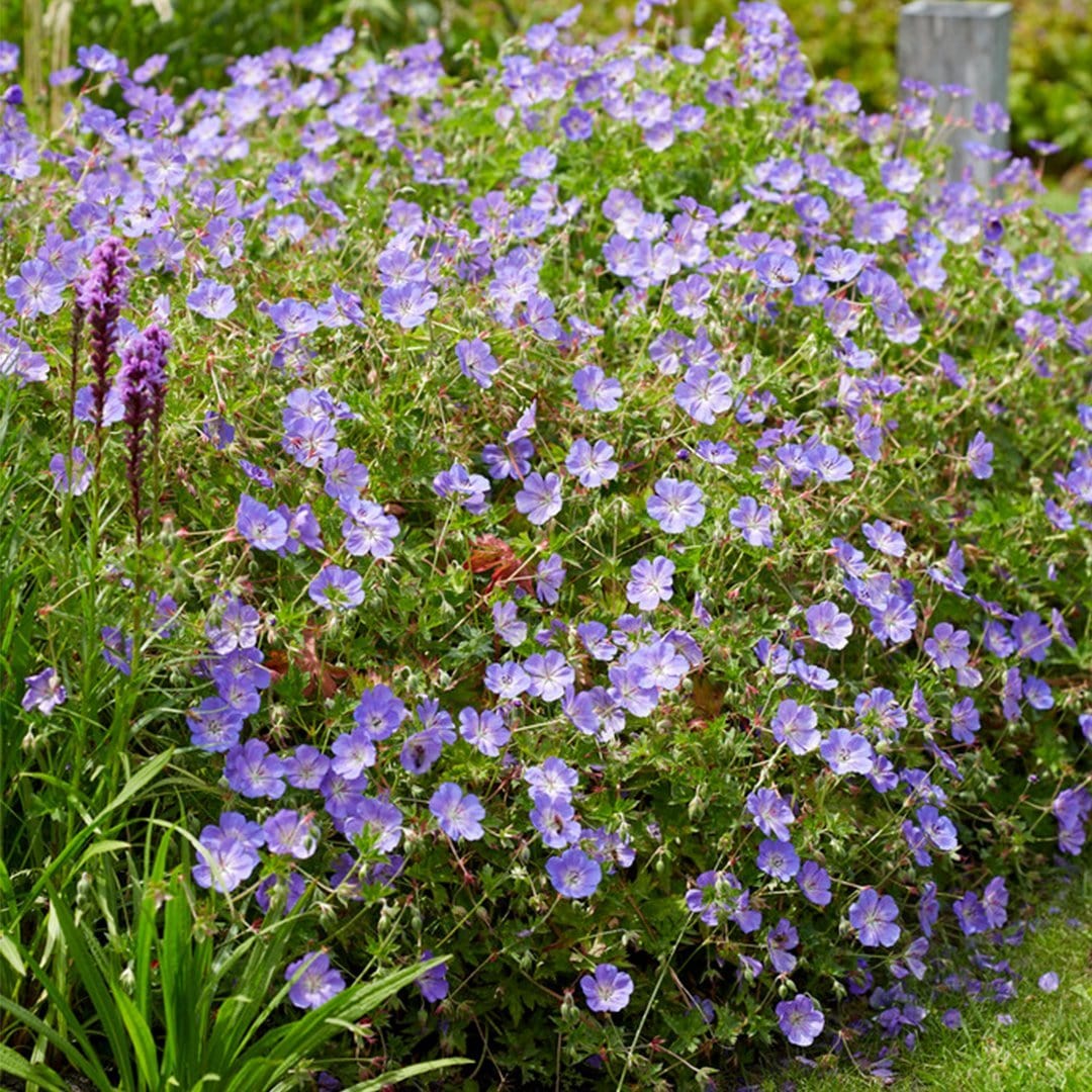 Geranium 'Rozanne'