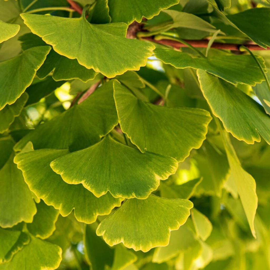 Columnar Ginkgo Tree | Ginkgo biloba 'Menhir' - Image 3