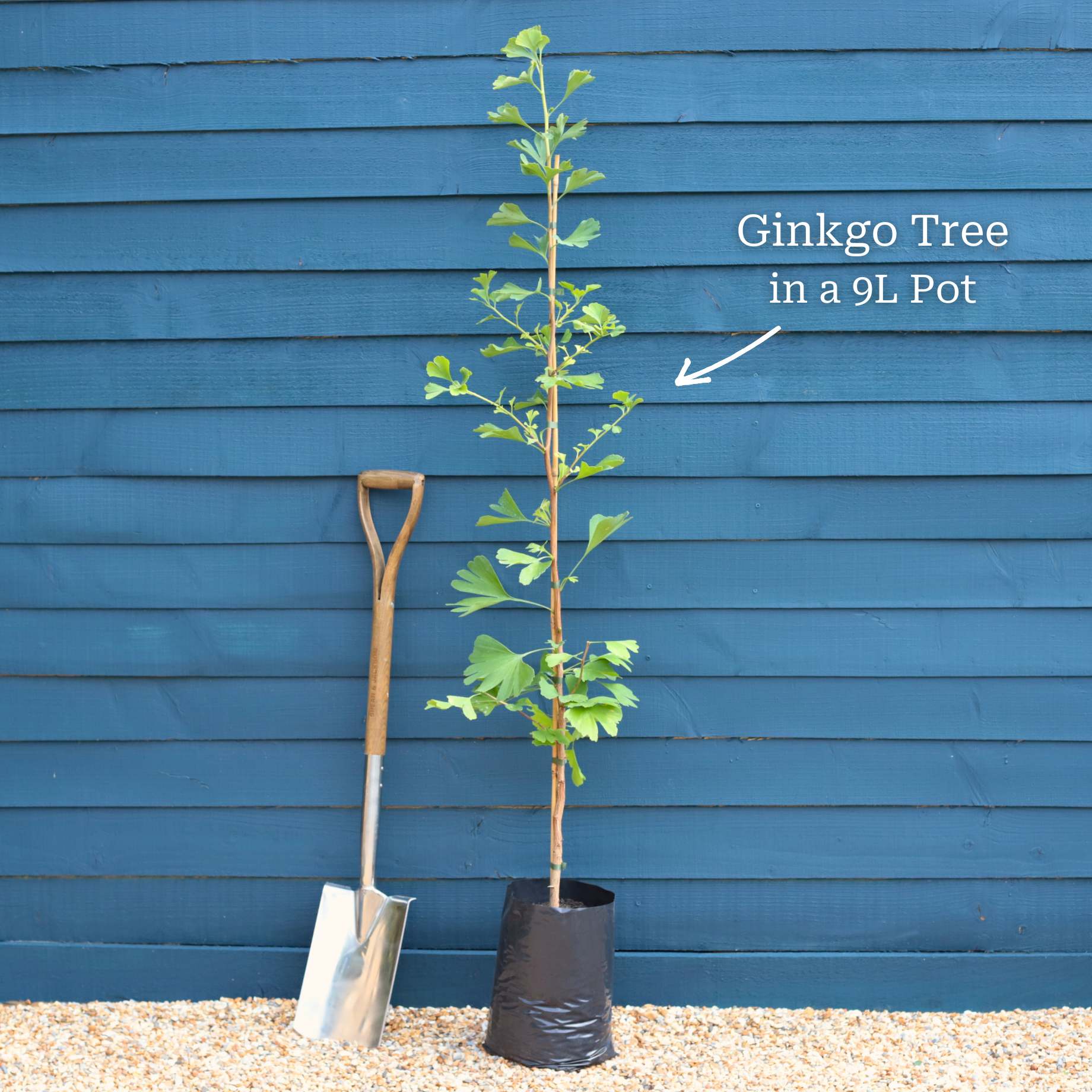 Columnar Ginkgo Tree | Ginkgo biloba 'Menhir' - Image 4