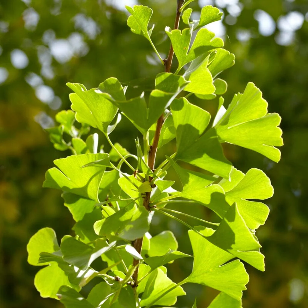 Columnar Ginkgo Tree | Ginkgo biloba 'Menhir' - Image 5