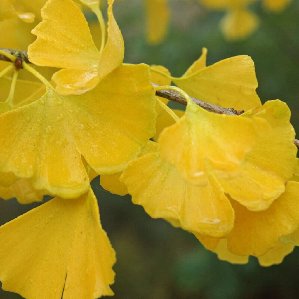 Columnar Ginkgo Tree | Ginkgo biloba 'Menhir' - Image 6