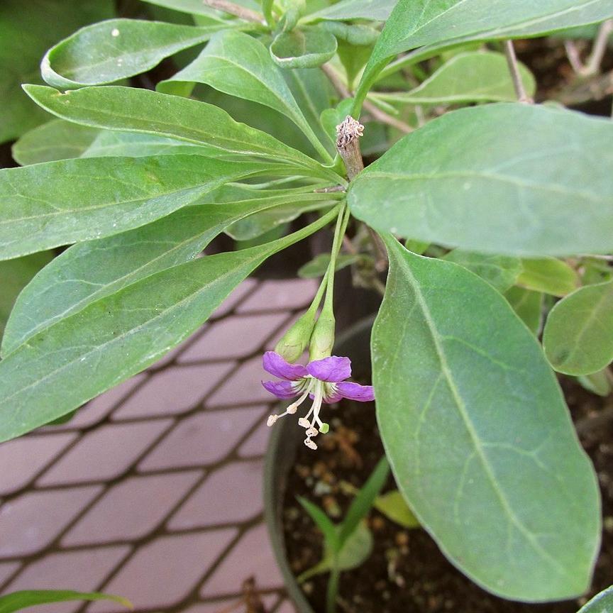 Goji Berry Plant - Image 4