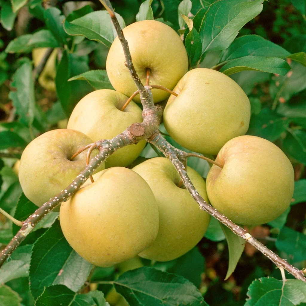 'Golden Delicious' Apple Tree - Image 3