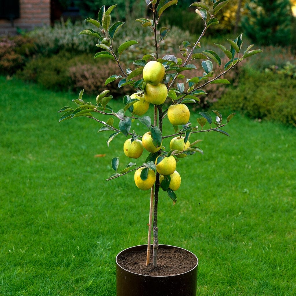 'Golden Delicious' Apple Tree - Image 6