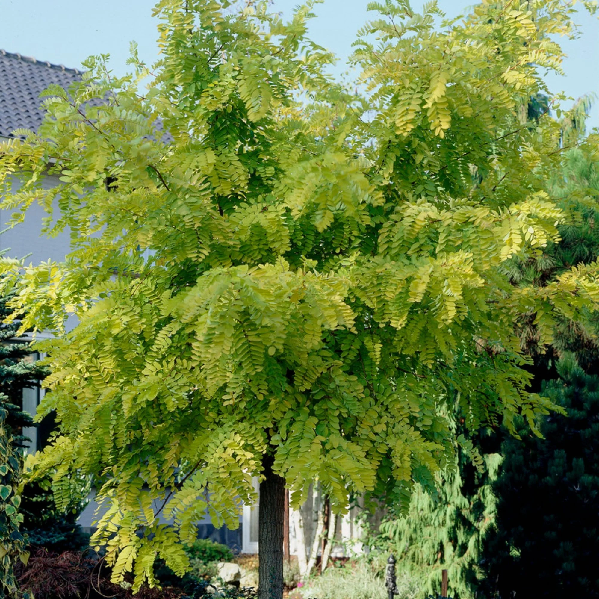 Golden False Acacia | Robinia pseudoacacia 'Frisia' - Image 4
