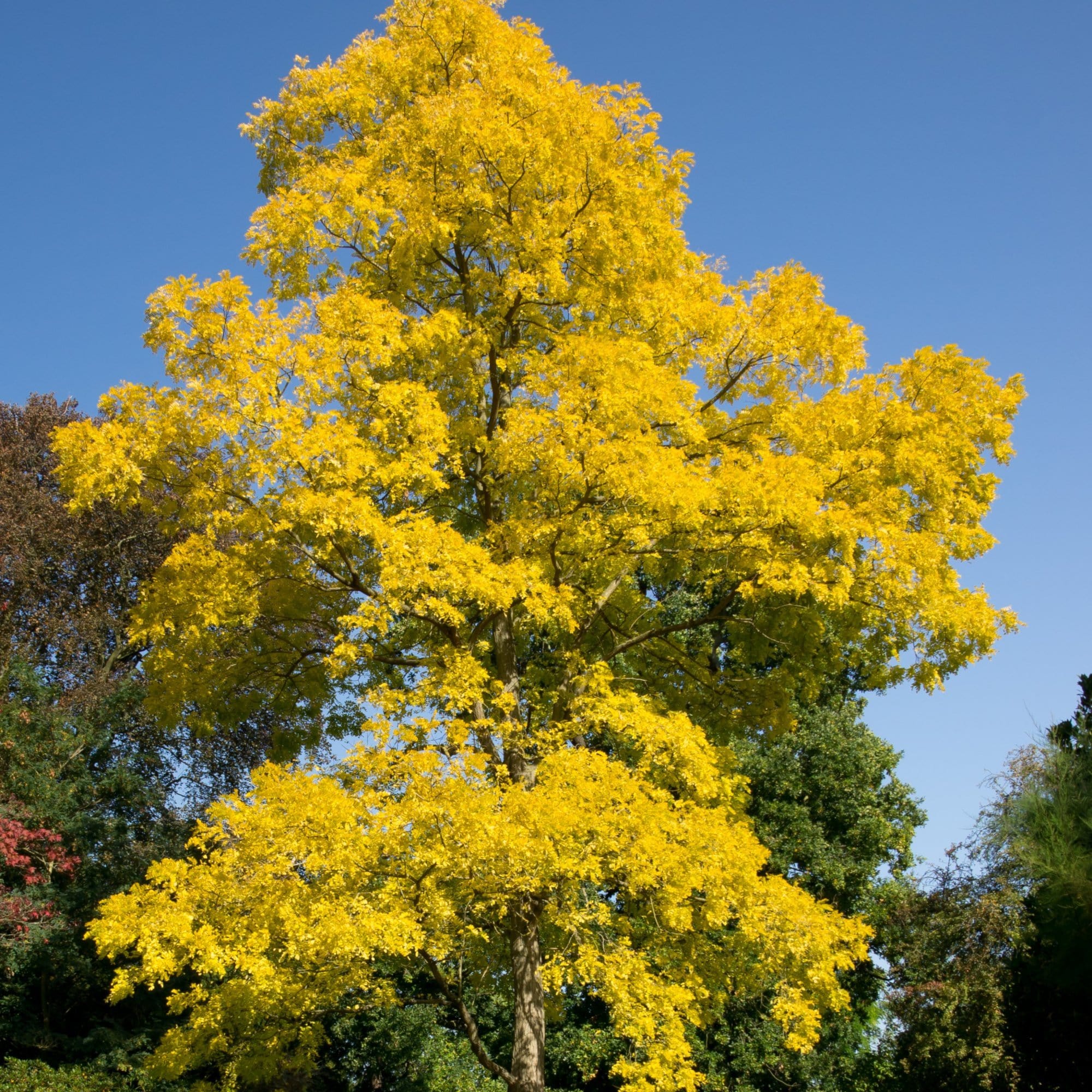 Golden False Acacia | Robinia pseudoacacia 'Frisia' - Image 5