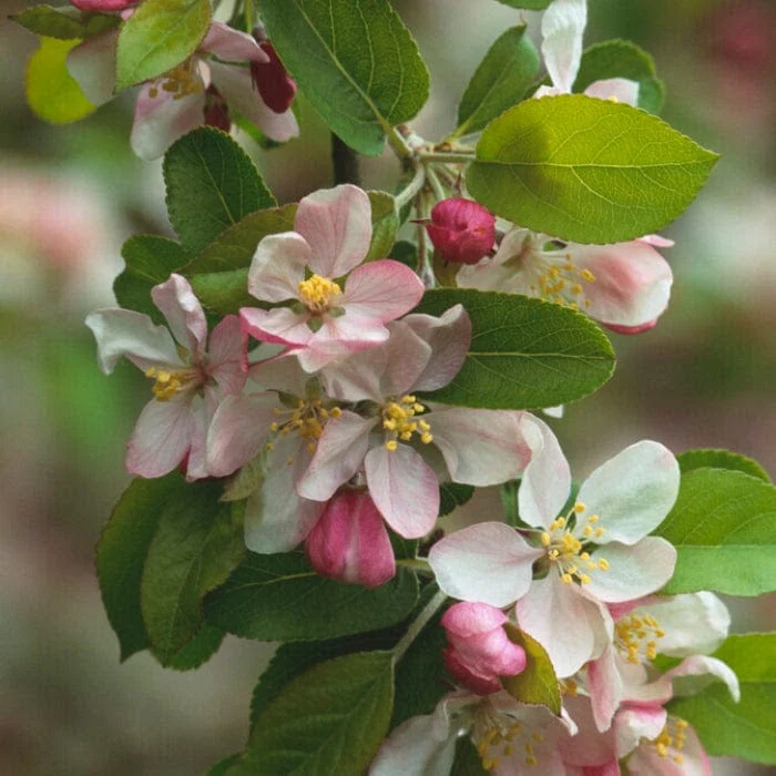 'Golden Hornet' Crabapple Tree - Image 3