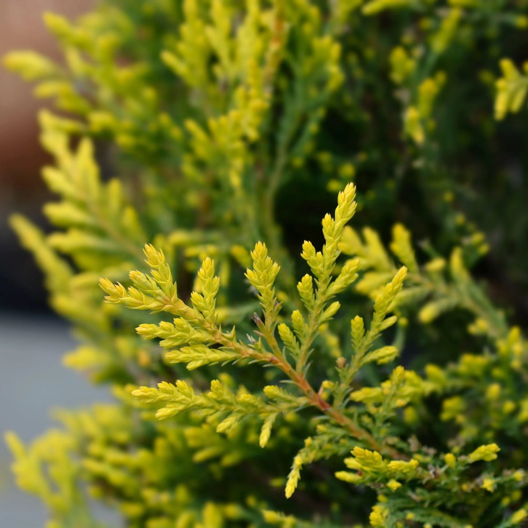Golden Leyland Cypress | Cupressocyparis leylandii 'Castlewellan Gold' - Image 3