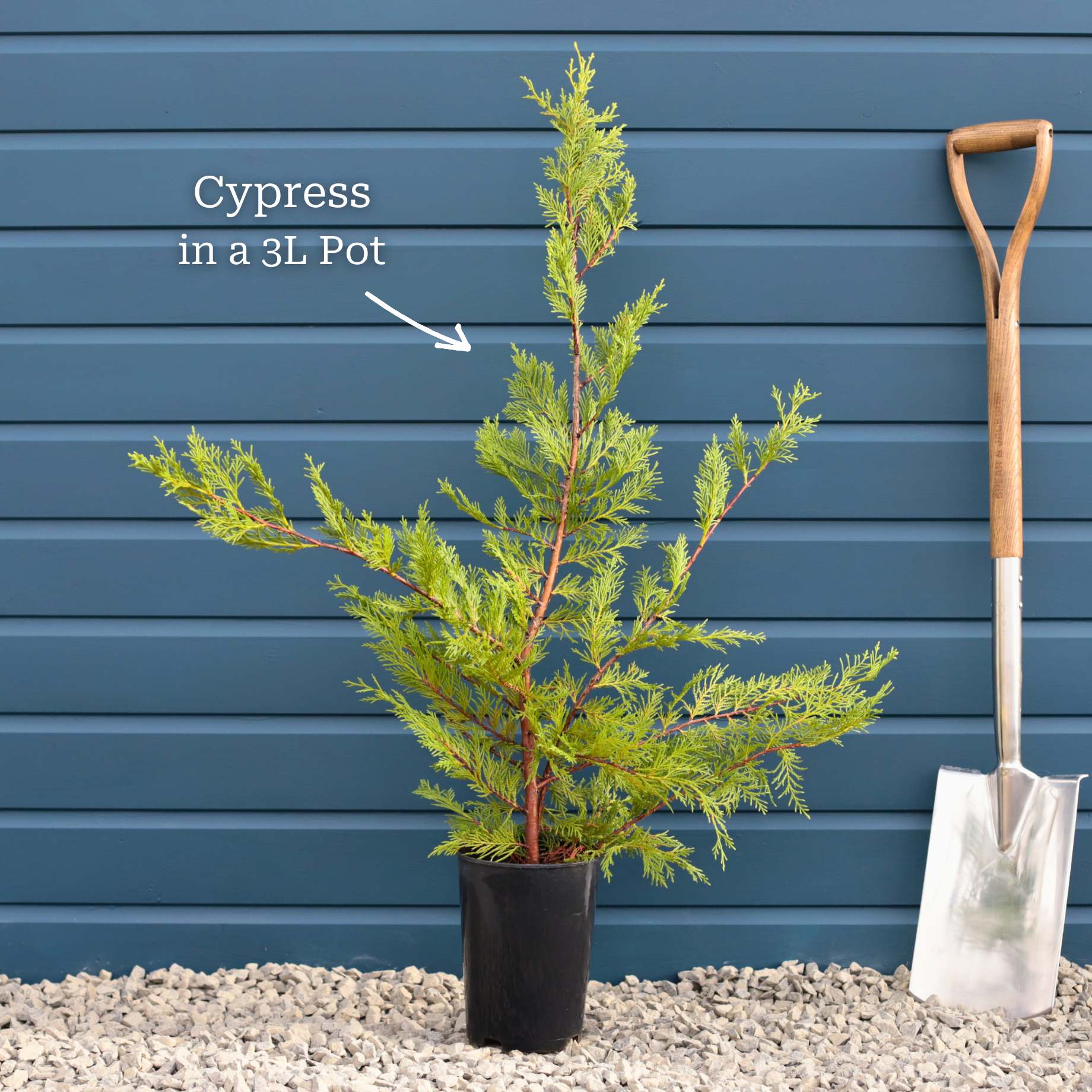 Golden Leyland Cypress | Cupressocyparis leylandii 'Castlewellan Gold' - Image 4