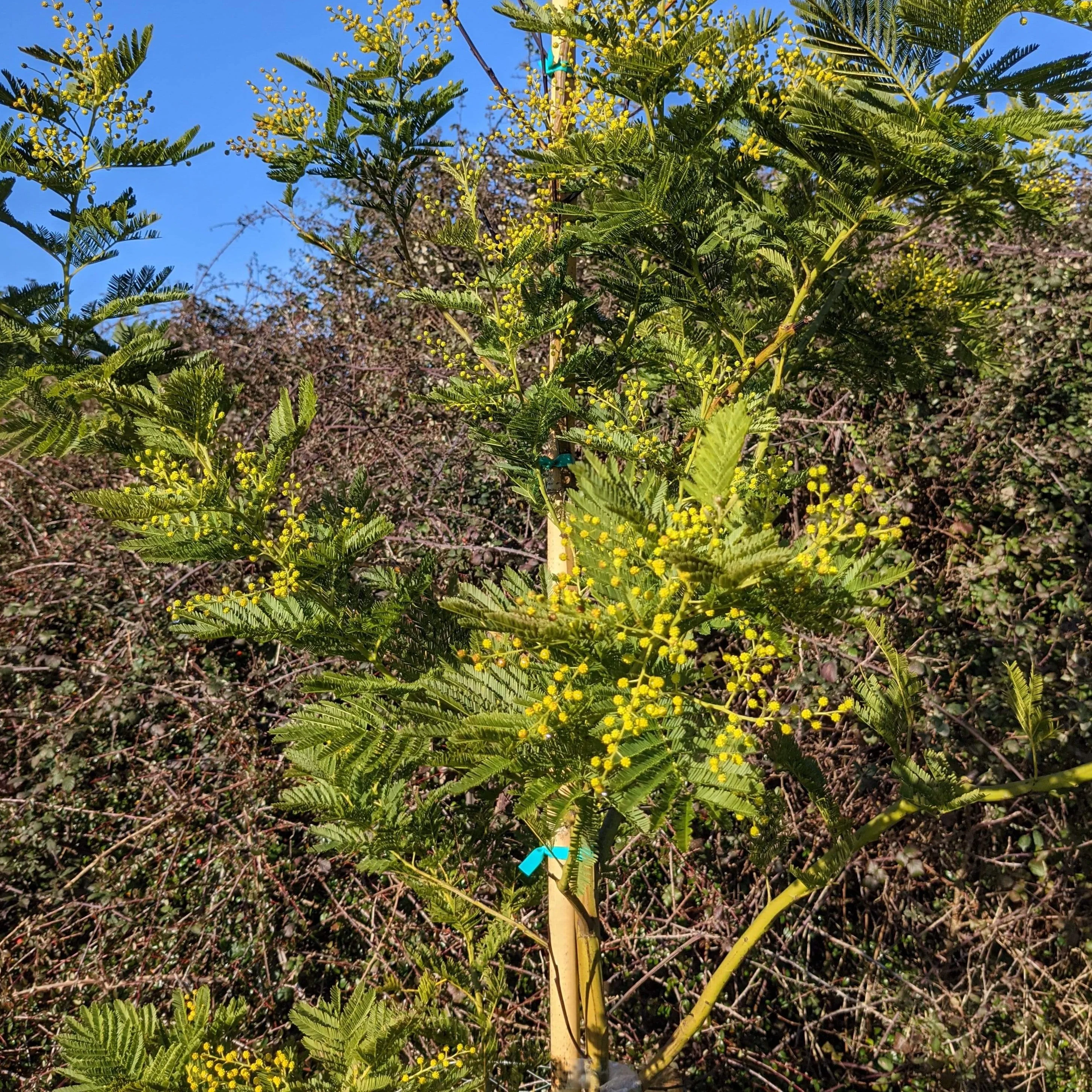 Golden Mimosa Tree | Acacia dealbata - Image 3