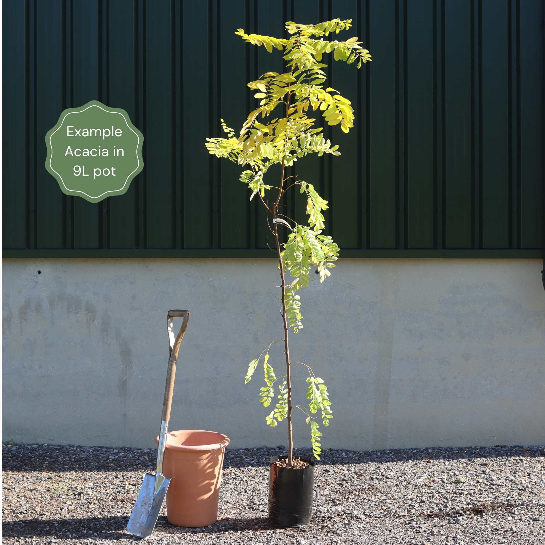Golden Mimosa Tree | Acacia dealbata - Image 4