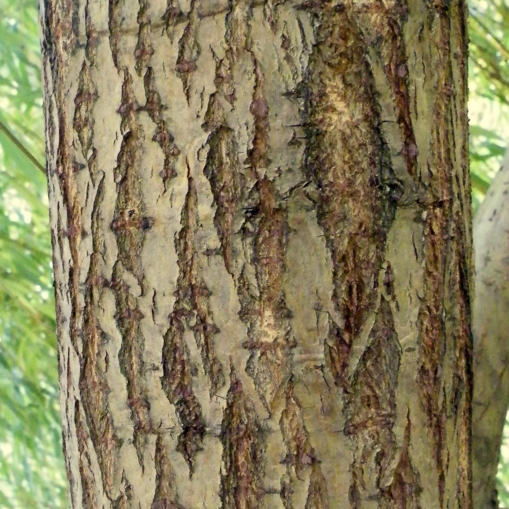 Golden Weeping Willow Tree | Salix 'Chrysocoma' - Image 3