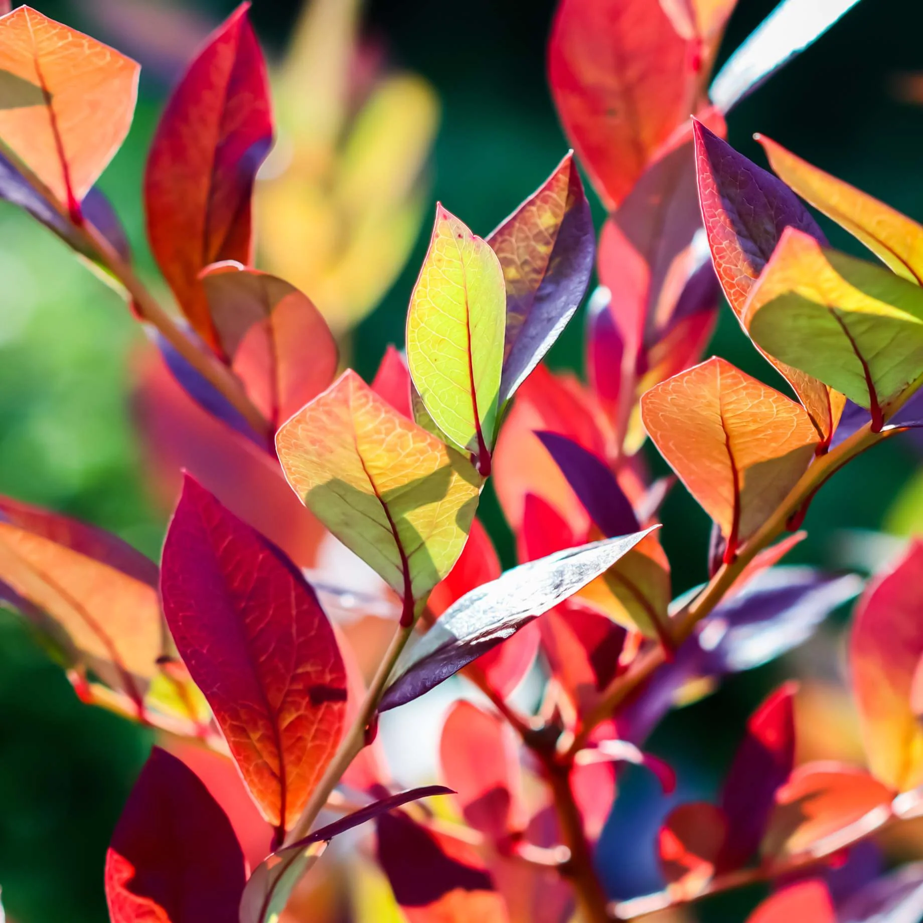 'Goldtraube' Blueberry Bush - Image 4