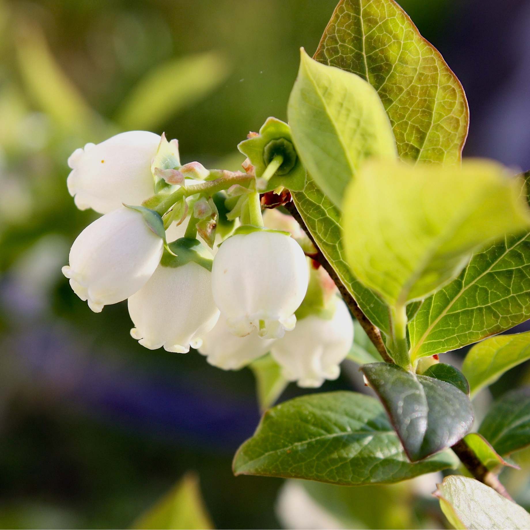 'Goldtraube' Blueberry Bush - Image 5