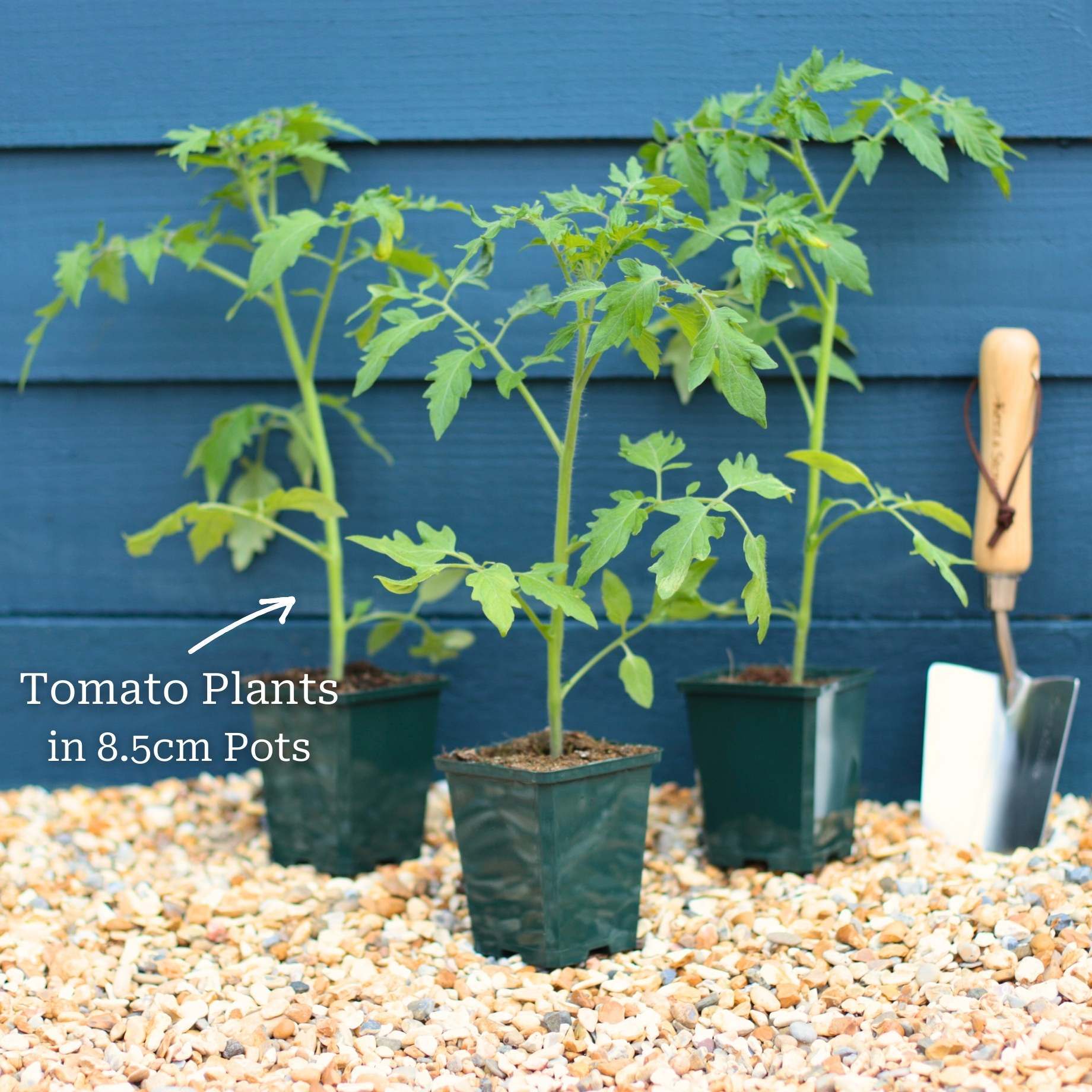 Proven Winners Tomato Plants Collection - Image 4