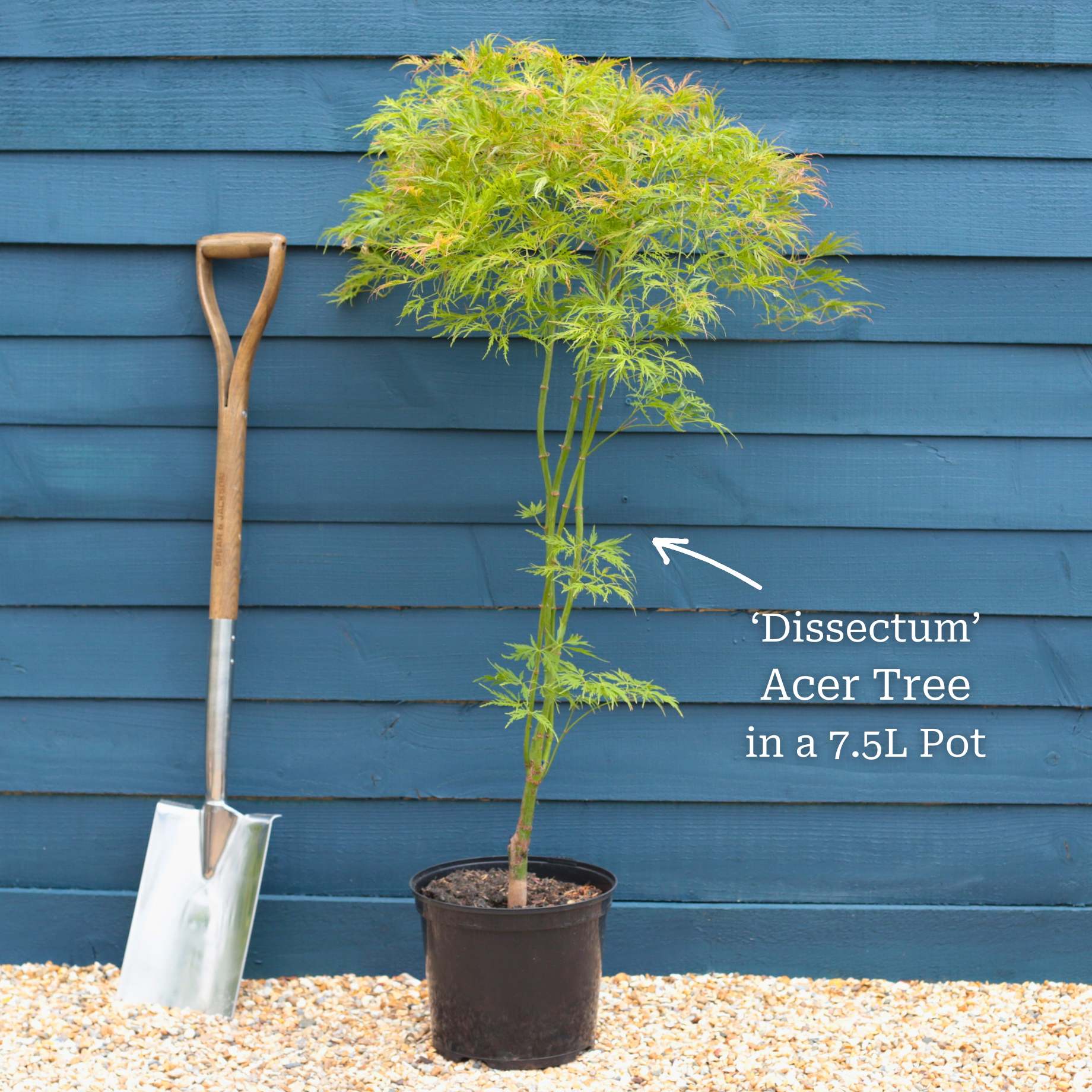 Green Weeping Japanese Maple Tree | Acer palmatum 'Dissectum' - Image 6